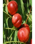 Нектарин Фантазия (поздний) | Prunus nucipersica Fantasia | Нектарин Фантазія (пізній)